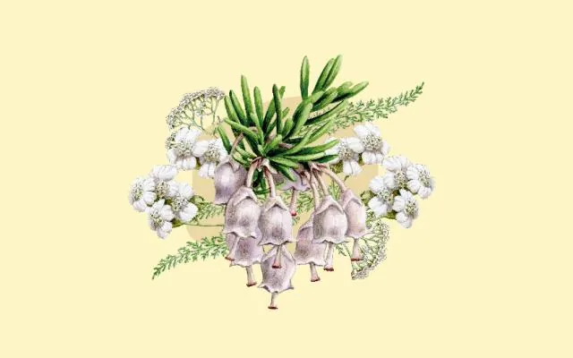 Taller de ilustración científica: El Jardín Vertical