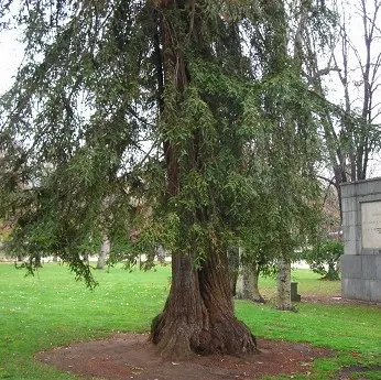 Árboles exóticos