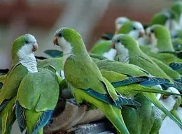 Paseo guiado: especies exóticas en el Retiro