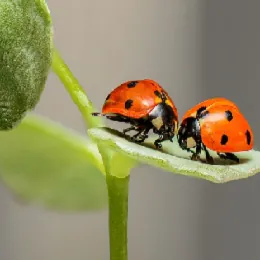Insects and Small Creatures of La Cabaña