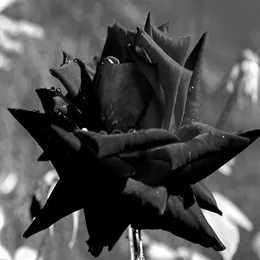 Trauma y estrés postraumático