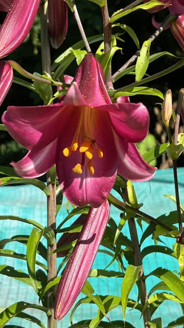 Daniel Buren "Third Eye, situated works"