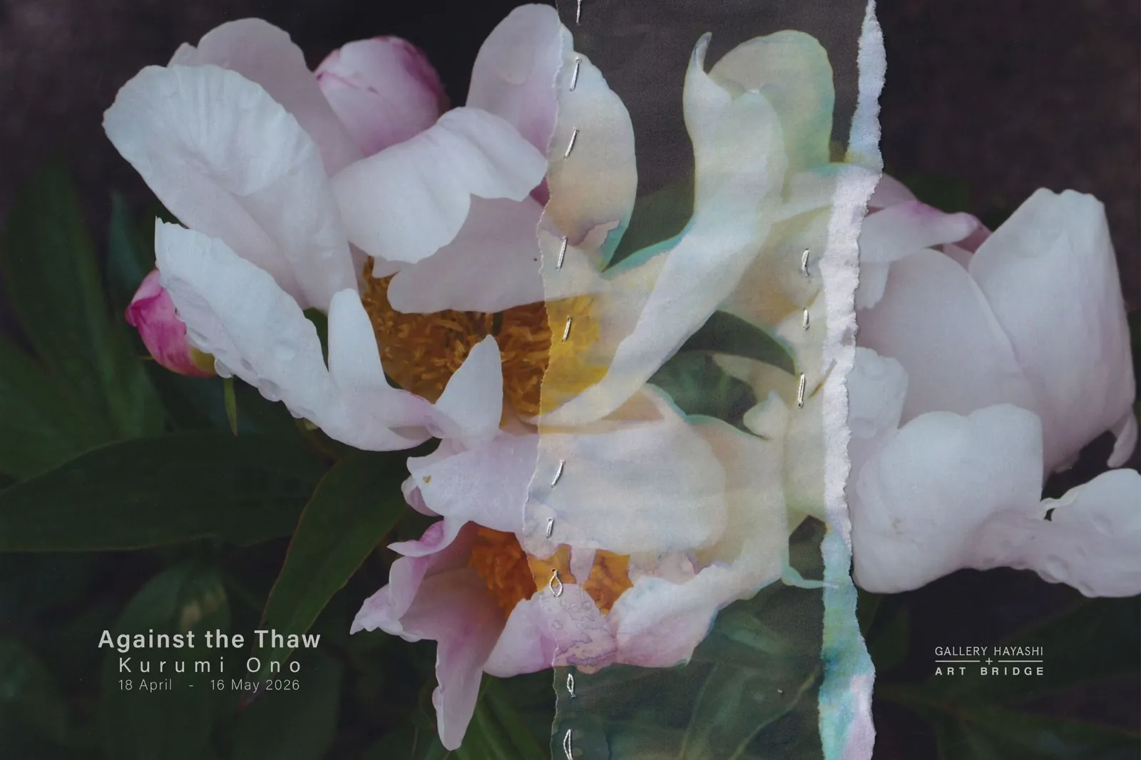 Kurumi Ono "Against the Thaw"