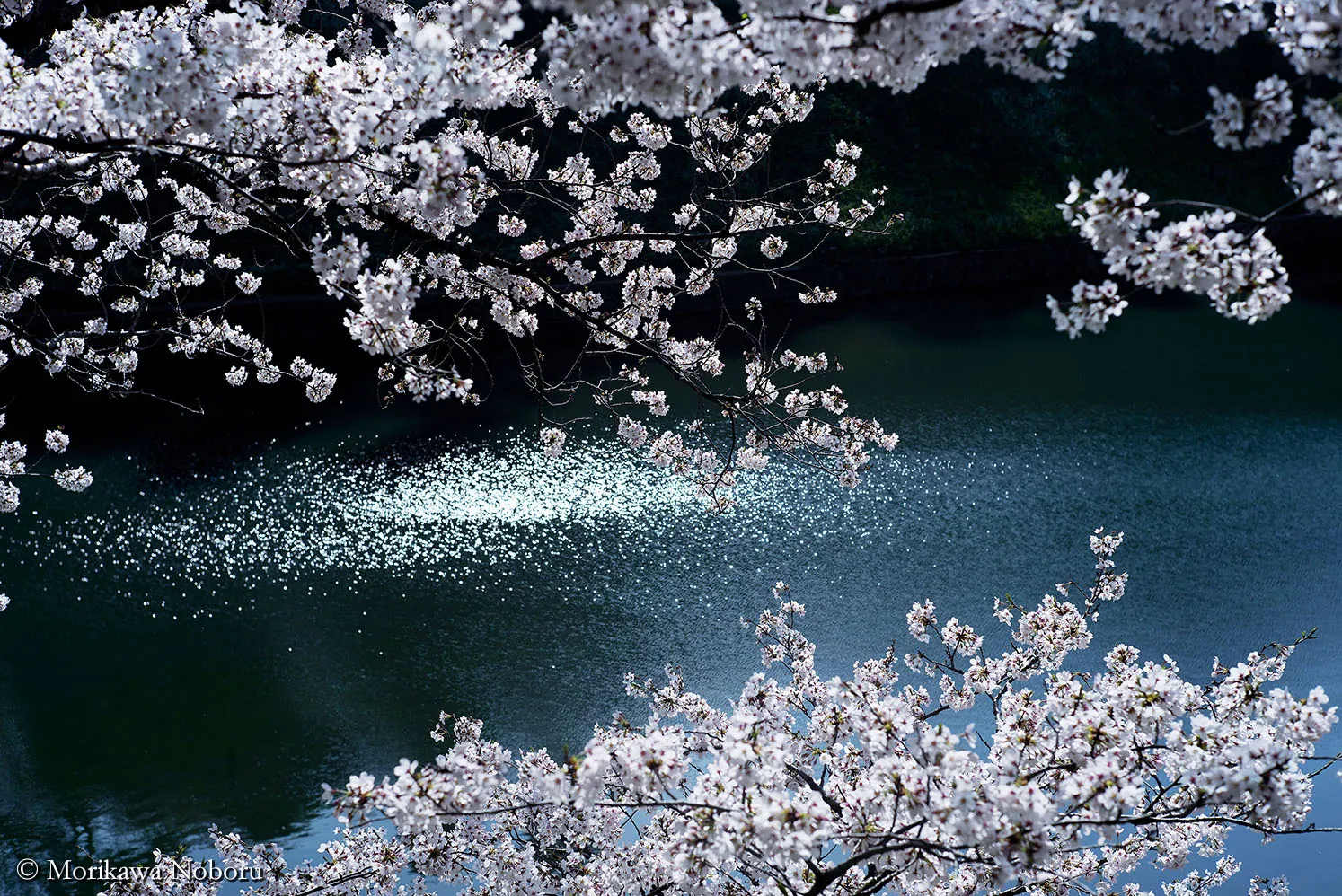 Noboru Morikawa "Chidorigafuchi"