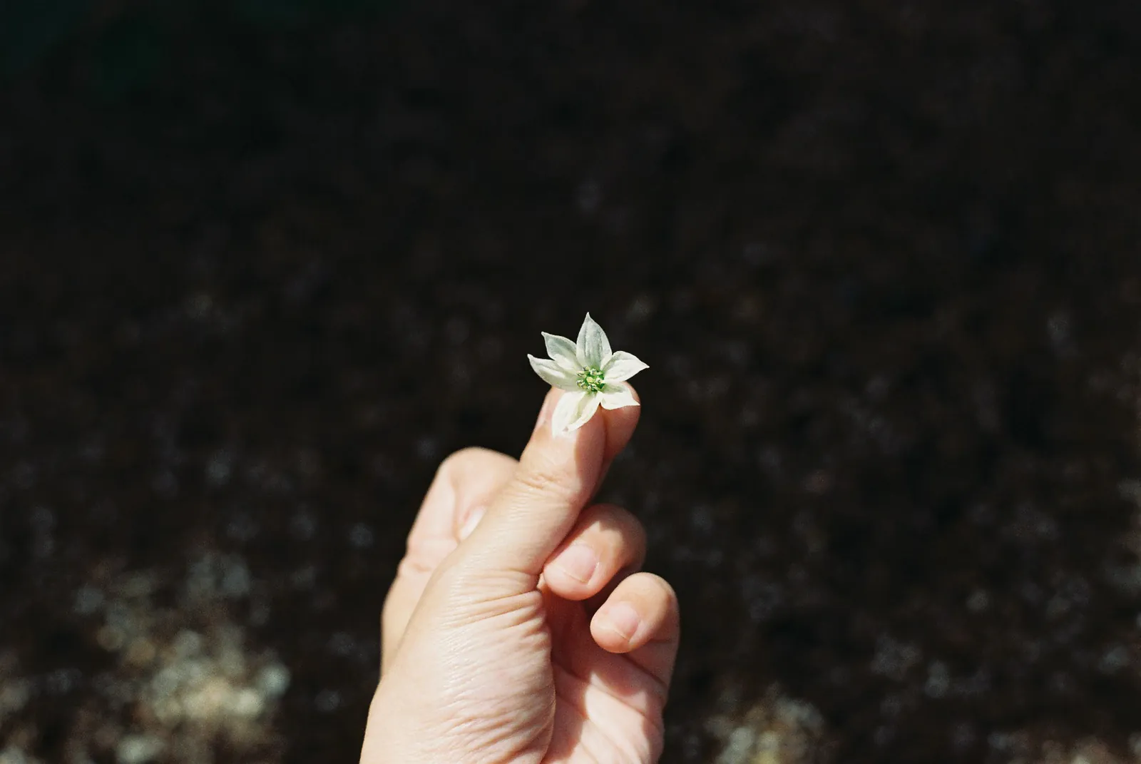 Chihiro Kihara "Fushigi"
