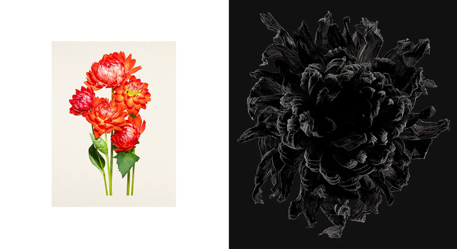 Kenji Toma "Thinking through Flowers / 11 Individuals"