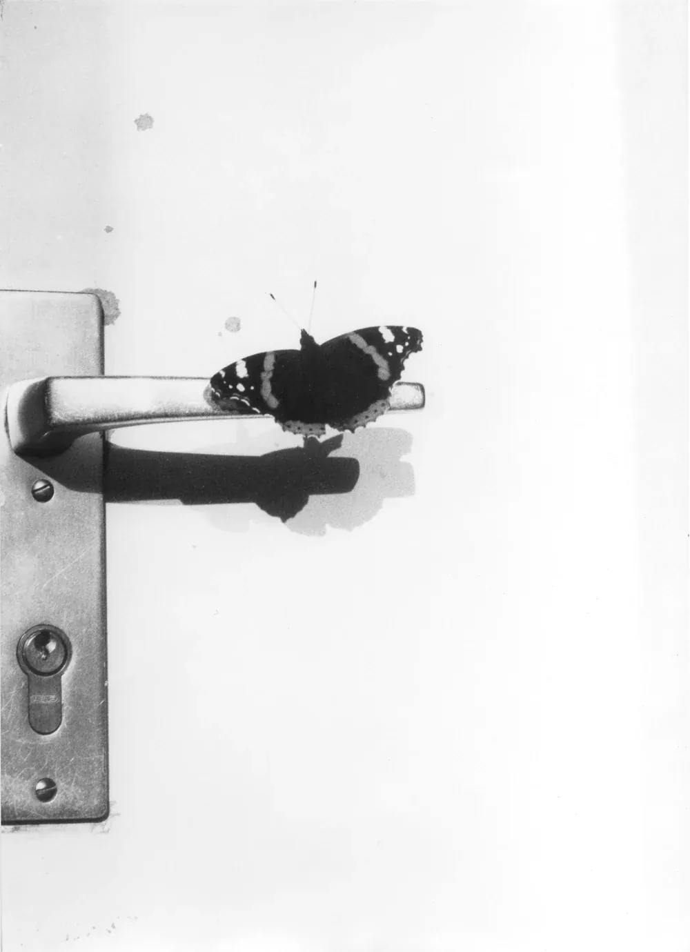 Around Akebia & Silene - Books & Editions / Jochen Lempert