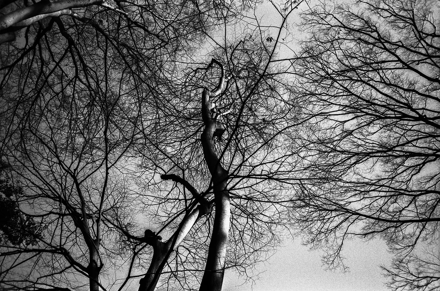 Yang Yuwen "To Take Root Again"